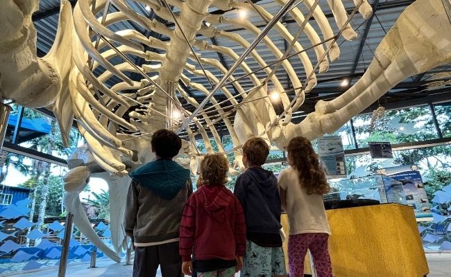 Museu da Vida Marinha em Ubatuba terá programação especial nas férias de julho