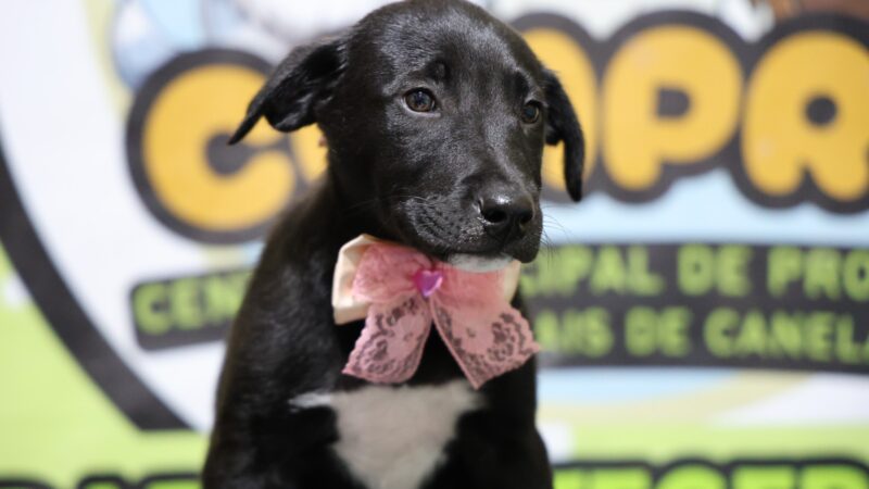 Carnaval com causa: Pet Week transforma folia em oportunidade de adoção em Canela