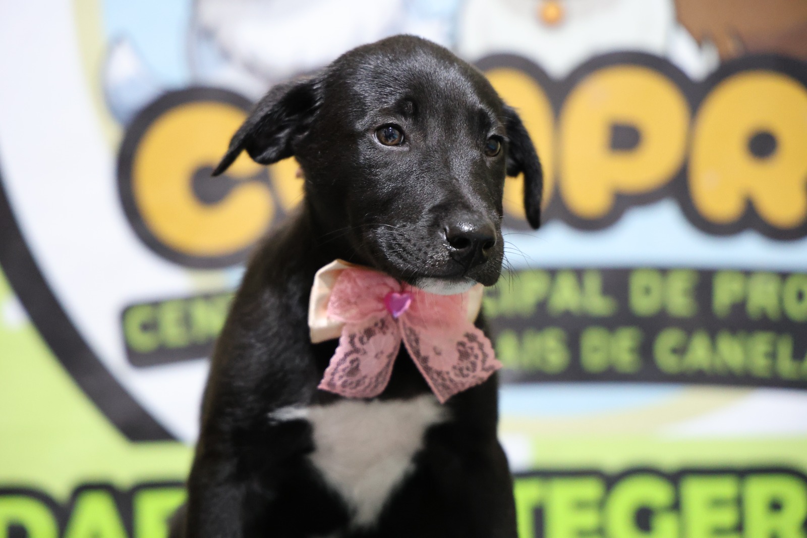 Carnaval com causa: Pet Week transforma folia em oportunidade de adoção em Canela