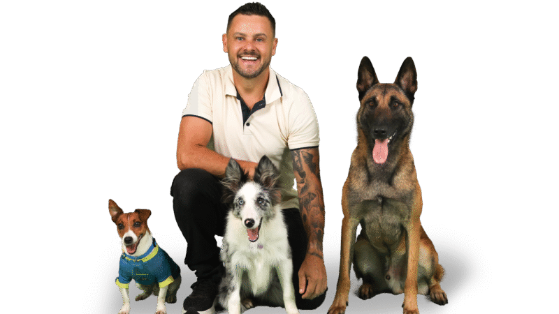 Cães em cena e emoção à flor da pele: espetáculo gratuito promete tocar o público em Caxias do Sul