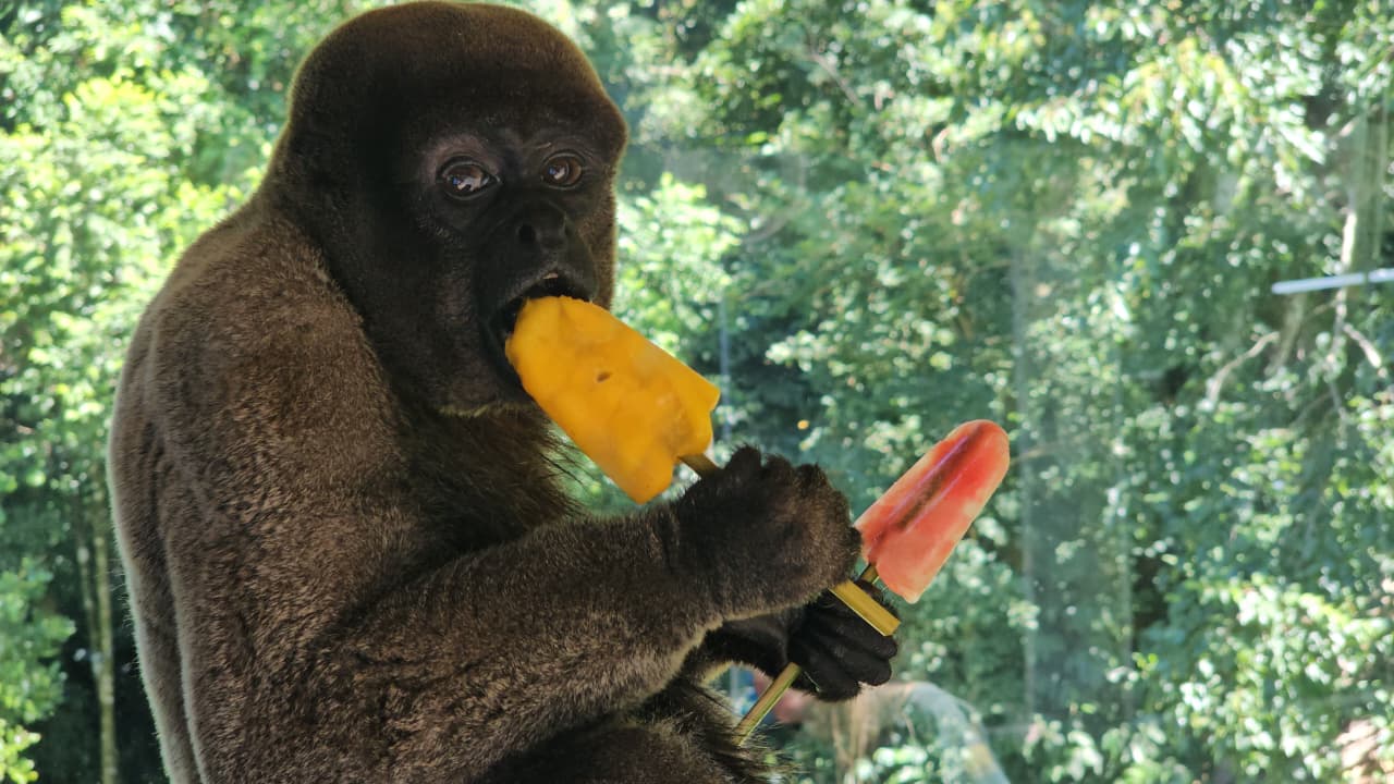 Sorvetes selvagens: calor na Serra vira picolé especial para os moradores do zoo